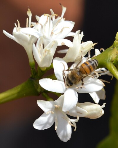 Western Honey Bee