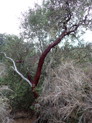 Arctostaphylos manzanita