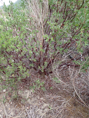 Arctostaphylos manzanita