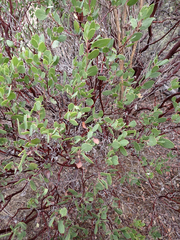 Arctostaphylos manzanita