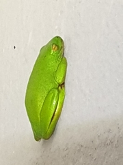 Hyperolius tuberilinguis