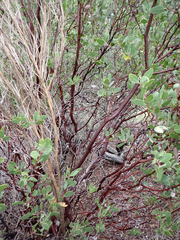 Arctostaphylos manzanita