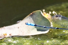 Pseudagrion cingillum