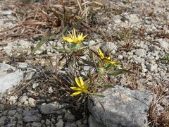 Grindelia lanceolata