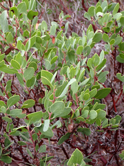 Arctostaphylos manzanita