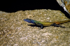 Platysaurus intermedius