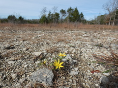 Grindelia lanceolata