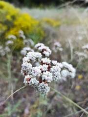 Eriogonum fasciculatum