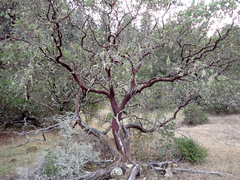 Arctostaphylos manzanita
