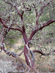 Arctostaphylos manzanita