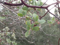Arctostaphylos manzanita