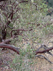Arctostaphylos manzanita