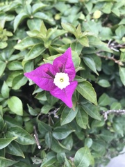 Bougainvillea