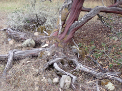 Arctostaphylos manzanita