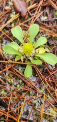 Polygala nana