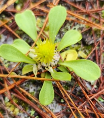 Polygala nana