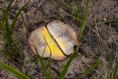 Haemanthus sanguineus