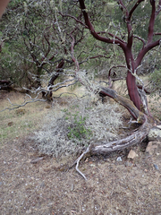 Arctostaphylos manzanita