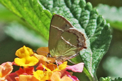 Chlorostrymon simaethis