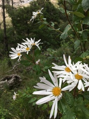 Olearia tomentosa