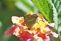 Chlorostrymon simaethis