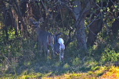 Odocoileus virginianus couesi