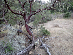 Arctostaphylos manzanita