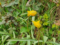 Tulipa sylvestris