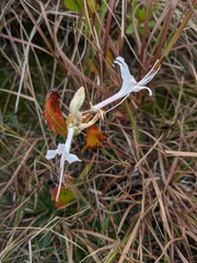 Rhododendron atlanticum