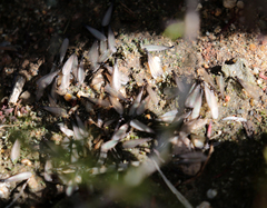 Reticulitermes hesperus