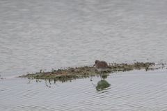 Calidris alpina
