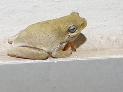 Hyperolius tuberilinguis