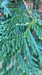 Thuja