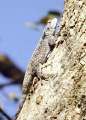 Acanthocercus atricollis