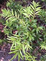Podocarpus