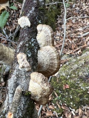 Daedaleopsis confragosa