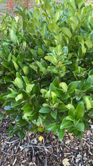 Ligustrum japonicum