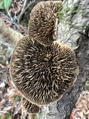 Daedaleopsis confragosa