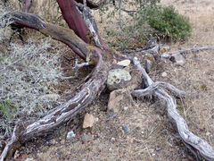 Arctostaphylos manzanita
