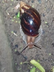 Lissachatina immaculata