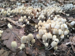 Coprinellus disseminatus