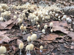 Coprinellus disseminatus