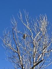 Buteo lagopus