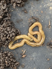 Diversibipalium multilineatum