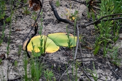 Haemanthus sanguineus