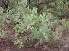 Arctostaphylos manzanita