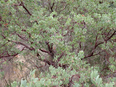 Arctostaphylos manzanita