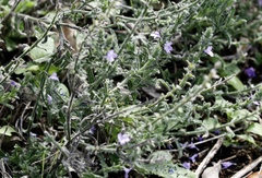 Verbena canescens