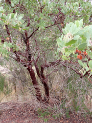 Arctostaphylos manzanita