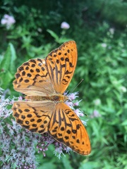 Argynnis paphia